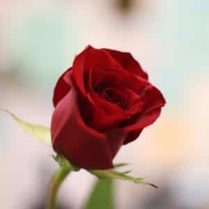 Pour une attention supplémentaire... 1 rose