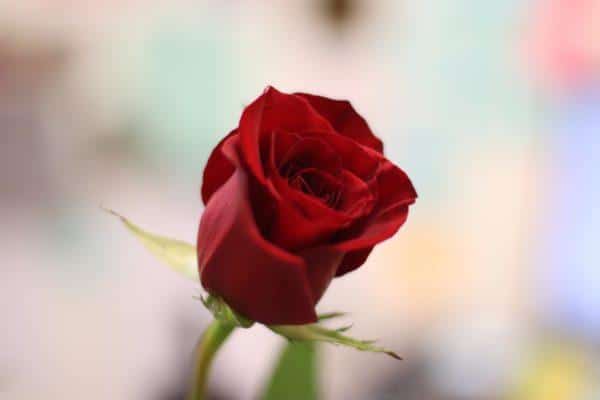 Pour une attention supplémentaire... 1 rose